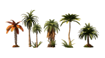 Palm tree set illustration collection transparent background ai generated png