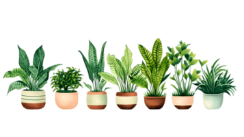 House plants set illustration collection transparent background ai generated png