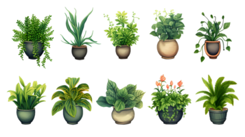 House plants set illustration collection transparent background ai generated png