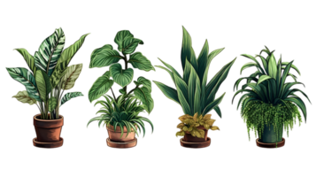 House plants set illustration collection transparent background ai generated png