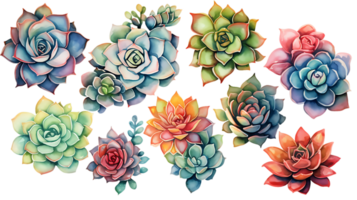 Watercolor succulent illustration collection transparent background ai generated png