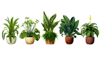 House plants set illustration collection transparent background ai generated png