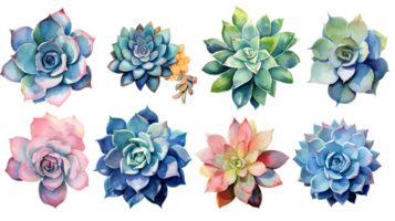Watercolor succulent illustration collection transparent background ai generated png