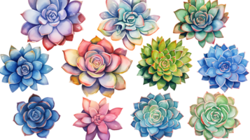 Watercolor succulent illustration collection transparent background ai generated png