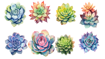 aquarelle succulent illustration collection transparent Contexte ai généré png