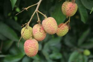 Lyachee Fruit In The Tree photo