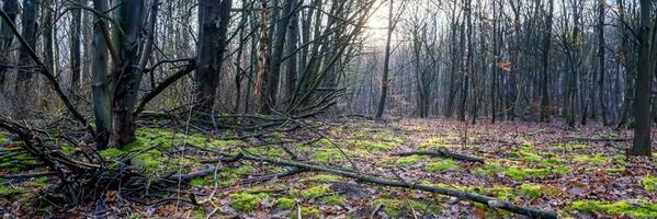 Panoramic view autumn leaves in the morning photo