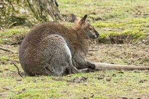 small kangaroo on the floor photo