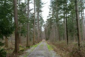 path in the woods photo