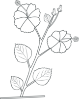 Rosa sinensis fleur coloration page. noir et blanc fleur. floral ornement dessin. jaba fleur griffonnage contour. png