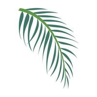tropical hojas y resumen exótico planta vector diseño elementos en el blanco antecedentes. plano diseño selva hojas. naturaleza planta tropical hojas