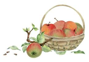 Hand drawn watercolor composition with apple fruits in basket, with branch and leaves, ripe, full and slices. Isolated on white background. Design for wall art, wedding, print, fabric, cover, card. vector