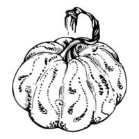 Hand drawn ink vector pumpkin gourd squash. Sketch illustration art for Thanksgiving, Halloween, harvest, farming. Isolated object, outline. Design for restaurant menu print, cafe, website, invitation