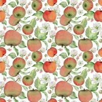 Hand drawn watercolor apple fruits, ripe, full and slices red and green with leaves. Seamless pattern. Isolated object on white background. Design for wall art, wedding, print, fabric, cover, card. vector