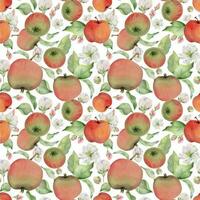 Hand drawn watercolor apple fruits, ripe, full and slices red and green with leaves. Seamless pattern. Isolated object on white background. Design for wall art, wedding, print, fabric, cover, card. vector