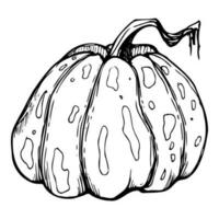 Hand drawn ink vector pumpkin gourd squash. Sketch illustration art for Thanksgiving, Halloween, harvest, farming. Isolated object, outline. Design for restaurant menu print, cafe, website, invitation