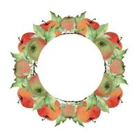 Hand drawn watercolor apple ripe fruits, full, slices and leaves, red and green. Circle round wreath Isolated on white background. Design for wall art, wedding, print, fabric, cover, card, invitation. vector