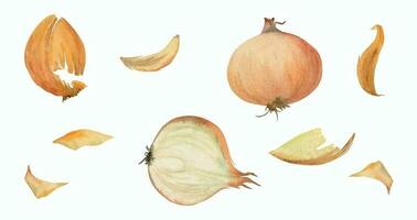 Hand drawn watercolor brown onion plant, vegetable dye for hobby, handmade fabric, food. Botanical illustration isolated object on white background. Shop logo, print, website, business card, booklet vector