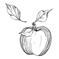 Hand drawn ink composition with ripe apple fruit, full with leaves, monochrome vector, detailed outline. Isolated object on white background Design for wall art, wedding, print, , fabric, cover, card. vector