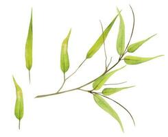Hand drawn watercolor yellow green and brown bamboo grass leaves on branch. Natural plant. Botanical illustration isolated object set on white background. For shop logo print, website, card, booklet. vector