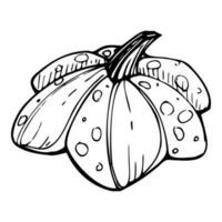 Hand drawn ink vector pumpkin gourd squash. Sketch illustration art for Thanksgiving, Halloween, harvest, farming. Isolated object, outline. Design for restaurant menu print, cafe, website, invitation