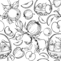 Hand drawn ink apple fruits in basket, ripe, full and slices monochrome vector, detailed outline Seamless pattern Isolated on white background Design for wall art, wedding, print, fabric, cover, card. vector