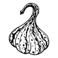 Hand drawn ink vector pumpkin gourd squash. Sketch illustration art for Thanksgiving, Halloween, harvest, farming. Isolated object, outline. Design for restaurant menu print, cafe, website, invitation