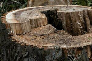 cut stump of a very big old tree photo