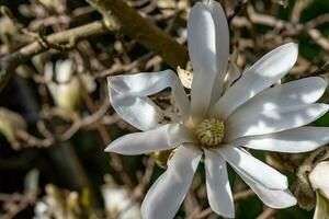 white flower in the spring photo