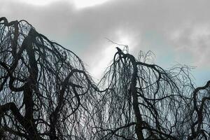arboles en invierno con gris nubes foto