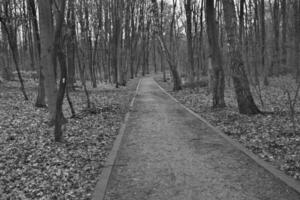 footpath in the woods photo