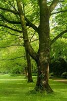 hermosa árbol en el Mañana en el primavera foto