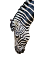 huvud av zebra isolerat png