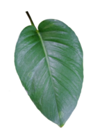 tropical green leaf isolated png