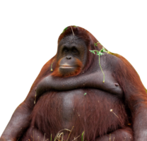 portrait of orangutan isolated png