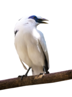 blanc étourneau oiseau isolé png