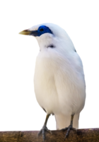 Bali Starling on the Branches isolated png