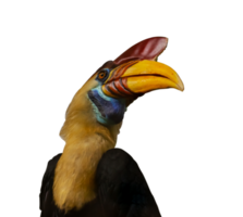 head of toucan isolated png
