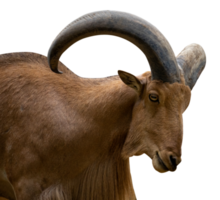 close up of a goat png