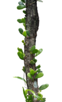 wild Ast von ein Baum isoliert png