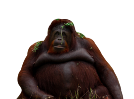 portrait orangutan isolated png