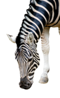 Zebra Kopf isoliert png