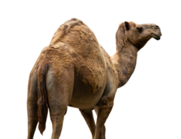 portrait of camel isolated png