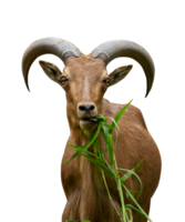 mountain goat eating grass isolated png