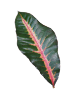 Philodendron Blatt isoliert png