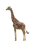 portrait of giraffe isolated png