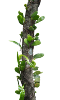 branch of a wild tree isolated png