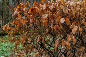 autum leaves with trees photo