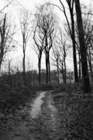 footpath in the woods photo