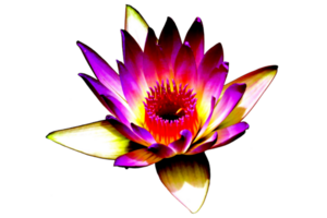 icono flor lirio png